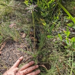 Oreomyrrhis eriopoda at Cotter River, ACT - 27 Jan 2022