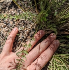 Oreomyrrhis eriopoda at Cotter River, ACT - 27 Jan 2022