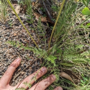 Oreomyrrhis eriopoda at Cotter River, ACT - 27 Jan 2022