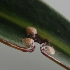 Unidentified Psyllid, lerp, aphid or whitefly (Hemiptera, several families) at Reid, ACT - 18 Dec 2021 by JanetRussell