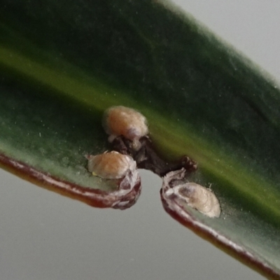 Unidentified Psyllid, lerp, aphid or whitefly (Hemiptera, several families) at Reid, ACT - 17 Dec 2021 by JanetRussell