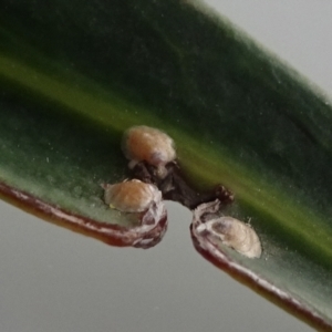 Unidentified Psyllid, lerp, aphid & whitefly (Hemiptera, several families) (TBC) at suppressed by JanetRussell