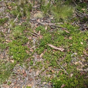 Goodenia hederacea subsp. alpestris at Tennent, ACT - 27 Jan 2022