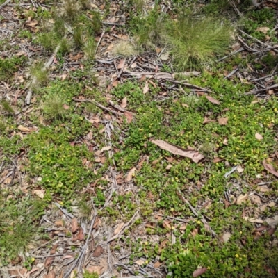 Goodenia hederacea subsp. alpestris at Namadgi National Park - 27 Jan 2022 by WalterEgo