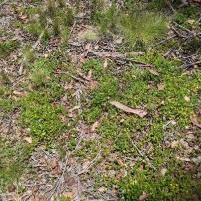 Goodenia hederacea subsp. alpestris at Tennent, ACT - 27 Jan 2022 by WalterEgo