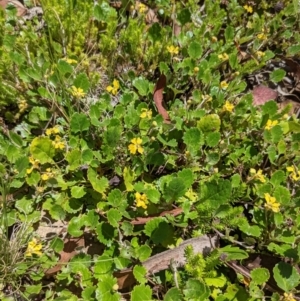 Goodenia hederacea subsp. alpestris at Tennent, ACT - 27 Jan 2022 01:31 PM