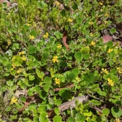 Goodenia hederacea subsp. alpestris at Tennent, ACT - 27 Jan 2022