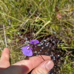 Utricularia dichotoma (Fairy Aprons, Purple Bladderwort) at Namadgi National Park - 27 Jan 2022 by WalterEgo