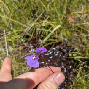 Utricularia dichotoma (TBC) at suppressed by WalterEgo