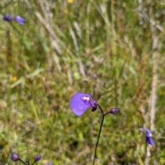 Utricularia dichotoma at Tennent, ACT - 27 Jan 2022 12:47 PM