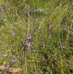 Utricularia dichotoma at Tennent, ACT - 27 Jan 2022 12:47 PM