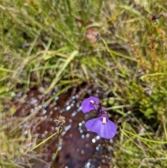 Utricularia dichotoma at Tennent, ACT - 27 Jan 2022