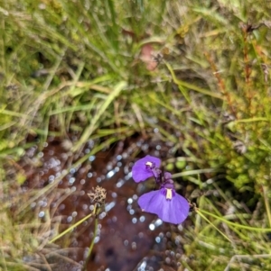 Utricularia dichotoma at Tennent, ACT - 27 Jan 2022