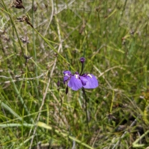 Utricularia dichotoma at Tennent, ACT - 27 Jan 2022