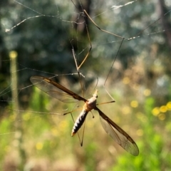 Leptotarsus (Leptotarsus) sp.(genus) (A Crane Fly) at Namadgi National Park - 27 Jan 2022 by KMcCue