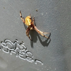 Unidentified Other hunting spider (TBC) at suppressed by KMcCue