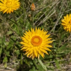 Xerochrysum subundulatum (Alpine Everlasting) at Namadgi National Park - 27 Jan 2022 by WalterEgo