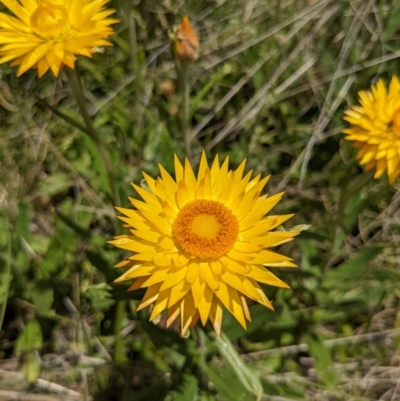 Xerochrysum subundulatum (Alpine Everlasting) at Namadgi National Park - 27 Jan 2022 by WalterEgo