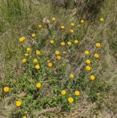 Xerochrysum subundulatum at Tennent, ACT - 27 Jan 2022