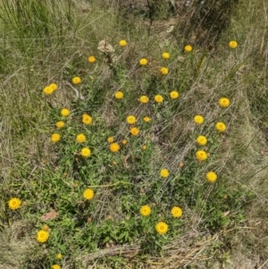 Xerochrysum subundulatum at Tennent, ACT - 27 Jan 2022