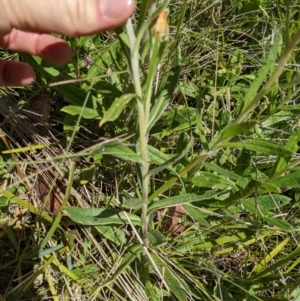 Xerochrysum subundulatum at Tennent, ACT - 27 Jan 2022