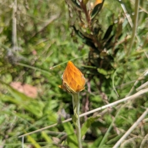 Xerochrysum subundulatum at Tennent, ACT - 27 Jan 2022