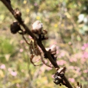 Plebs bradleyi at Rendezvous Creek, ACT - 27 Jan 2022