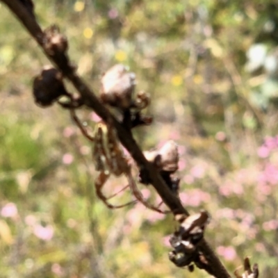 Plebs bradleyi (Enamelled spider) at Namadgi National Park - 27 Jan 2022 by KMcCue