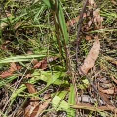 Podolepis hieracioides (Long Podolepis) at Tennent, ACT - 27 Jan 2022 by WalterEgo