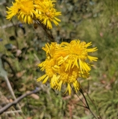 Podolepis hieracioides at Tennent, ACT - 27 Jan 2022