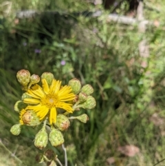 Podolepis hieracioides at Tennent, ACT - 27 Jan 2022