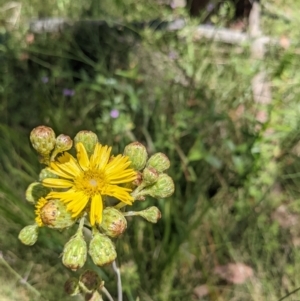 Podolepis hieracioides at Tennent, ACT - 27 Jan 2022