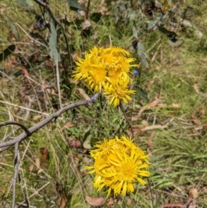 Podolepis hieracioides at Tennent, ACT - 27 Jan 2022