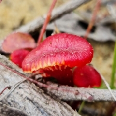 Hygrocybe sp. ‘red’ (A Waxcap) at Jerrawangala, NSW - 24 Jan 2022 by RobG1