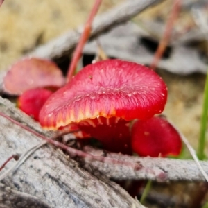 Hygrocybe sp. ‘red’ at Jerrawangala, NSW - 24 Jan 2022 03:30 PM