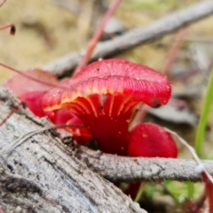 Hygrocybe sp. ‘red’ at Jerrawangala, NSW - 24 Jan 2022 03:30 PM