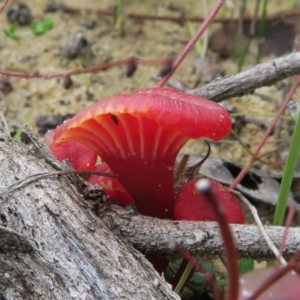 Hygrocybe sp. ‘red’ at Jerrawangala, NSW - 24 Jan 2022 03:30 PM