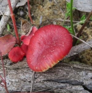 Hygrocybe sp. ‘red’ at Jerrawangala, NSW - 24 Jan 2022 03:30 PM