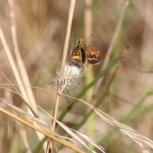 Taractrocera papyria at Wodonga, VIC - 26 Jan 2022