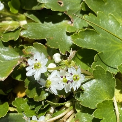 Dichosciadium ranunculaceum var. ranunculaceum (Wreath Pennywort) at Geehi, NSW - 21 Jan 2022 by NedJohnston