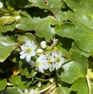 Unidentified Other Wildflower or Herb (TBC) at suppressed by Ned_Johnston