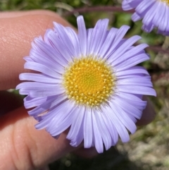 Brachyscome spathulata (Coarse Daisy, Spoon-leaved Daisy) at Kosciuszko National Park - 20 Jan 2022 by Ned_Johnston