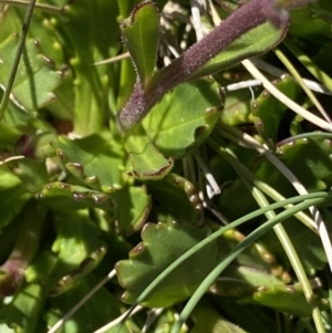 Brachyscome spathulata at Kosciuszko National Park, NSW - 21 Jan 2022 10:58 AM