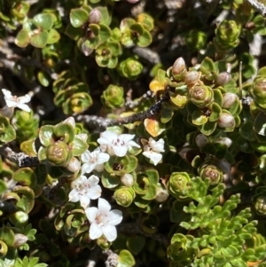 Epacris microphylla at Kosciuszko National Park, NSW - 21 Jan 2022 10:38 AM