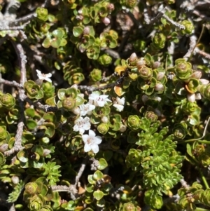 Epacris microphylla at Kosciuszko National Park, NSW - 21 Jan 2022