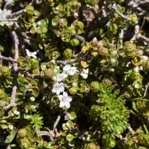 Epacris microphylla at Kosciuszko National Park, NSW - 21 Jan 2022 10:38 AM