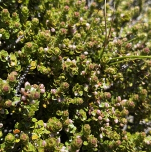 Epacris microphylla at Kosciuszko National Park, NSW - 21 Jan 2022