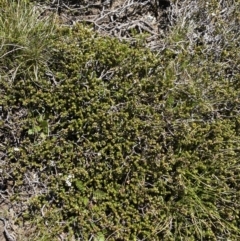 Epacris microphylla at Kosciuszko National Park, NSW - 21 Jan 2022 10:38 AM