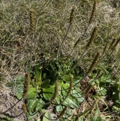 Plantago euryphylla (A Plantain) at Kosciuszko National Park, NSW - 21 Jan 2022 by NedJohnston