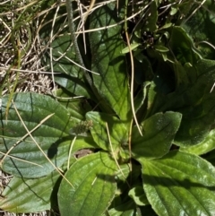 Plantago euryphylla at Kosciuszko National Park, NSW - 21 Jan 2022